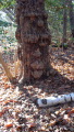 TalaThumb0026.jpg