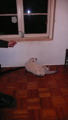 TalaThumb0011.jpg