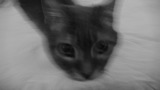 TalaThumb0003.jpg