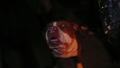 TalaThumb0020.jpg