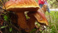 TalaThumb0066.jpg