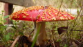 TalaThumb0067.jpg