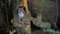 TalaThumb0079.jpg