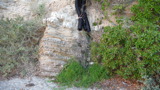 TalaThumb0009.jpg