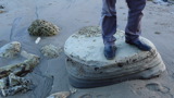 TalaThumb0012.jpg