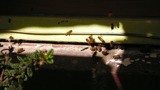 TalaThumb0026.jpg