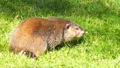 TalaThumb0097.jpg