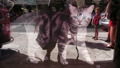 TalaThumb0112.jpg