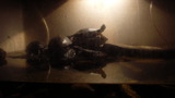 TalaThumb0162.jpg