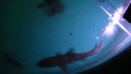 TalaThumb0163.jpg