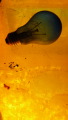 TalaThumb0166.jpg