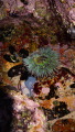 TalaThumb0229.jpg