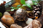 TalaThumb0033.jpg