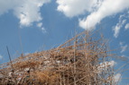 TalaThumb0075.jpg