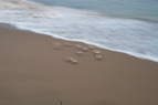 TalaThumb0019.jpg