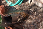 TalaThumb0067.jpg