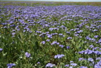 TalaThumb0143.jpg