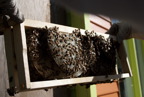 TalaThumb0184.jpg