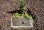 TalaThumb0259.jpg