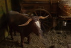 TalaThumb0315.jpg