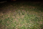 TalaThumb0365.jpg